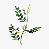 中药植物百科全书