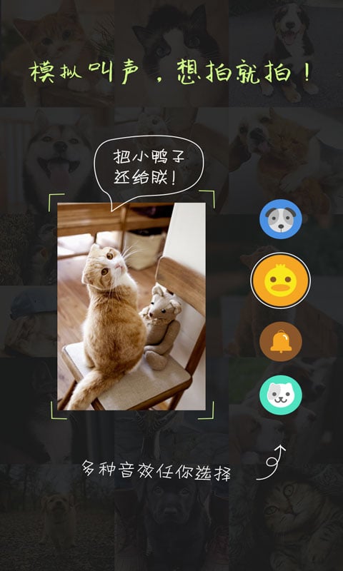 萌宠相机截图2